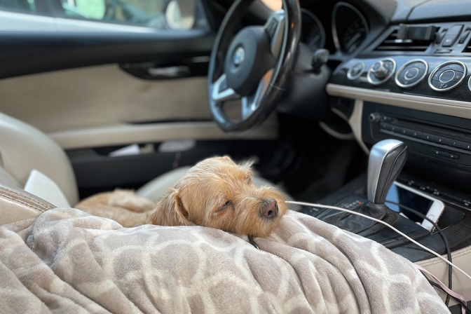 Att resa hund i bil | Lasingoo Blogg